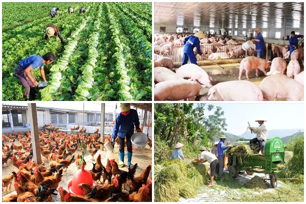 An ninh lương thực: Nghiên cứu các giải pháp ổn định nguồn cung lương thực, thực phẩm